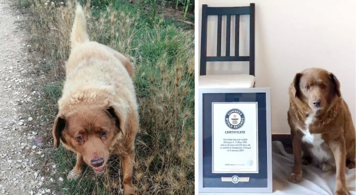 Bobi era stato dichiarato il cane più longevo del mondo con 31 anni : ma ora il Guinness dei primati ha ritirato il titolo