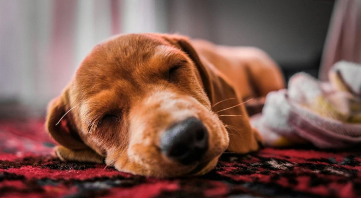 I cani possono ascoltare la nostra voce anche quando dormono: lo rivela uno studio