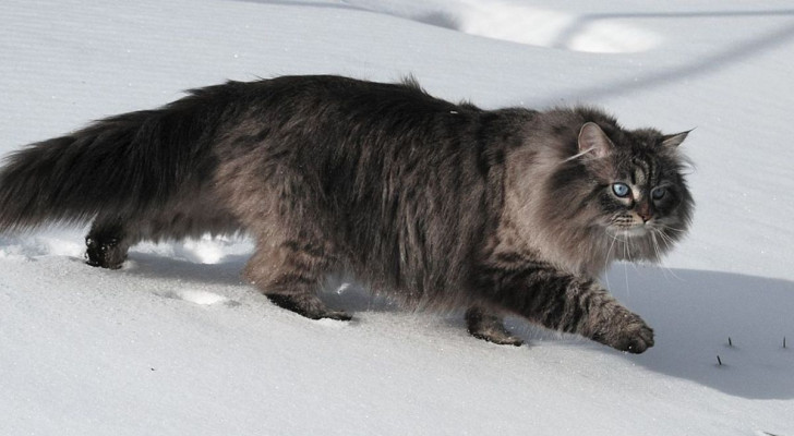 Tutto quello che devi sapere sul gatto siberiano prima di prenderne uno: dalle origini al suo carattere