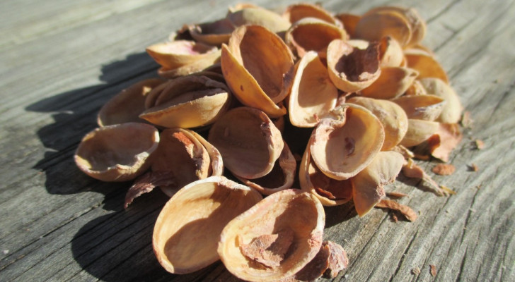 Metti i gusci di pistacchio nei vasi di piante: un rimedio tradizionale da scoprire
