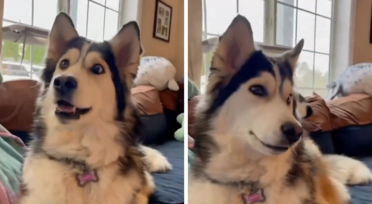 Husky vede un altro cane in TV e non crede ai suoi occhi: vorrebbe essere al suo posto
