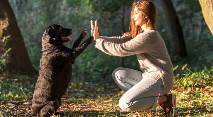 Come farsi ubbidire dal proprio cane in 3 semplici passaggi