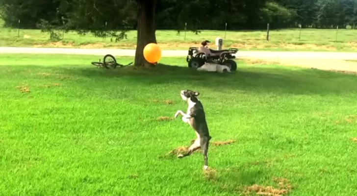 A dog sees a red balloon in the air: its reaction will make you smile !