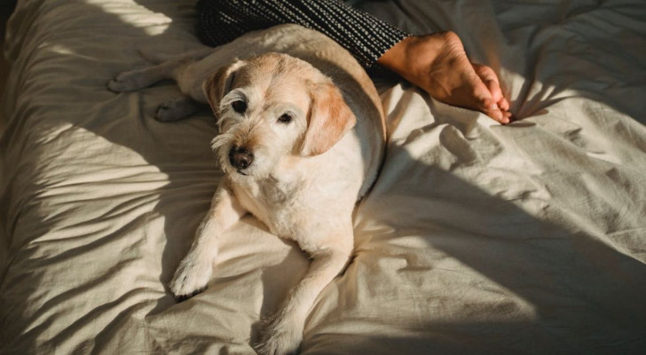Dormire con il cane è una buona idea? Vantaggi e svantaggi di questa pratica diffusa