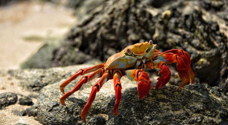 Les crabes peuvent marcher en avant : alors pourquoi préfèrent-ils le faire de côté ?