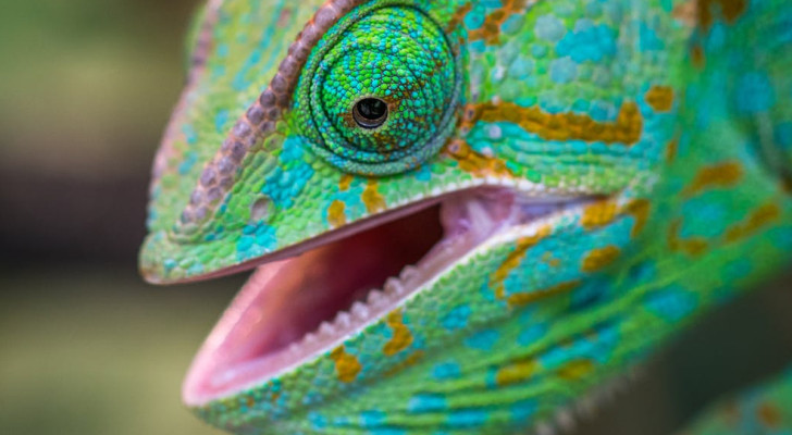 Il segreto dei camaleonti: non cambiano colore per mimetizzarsi