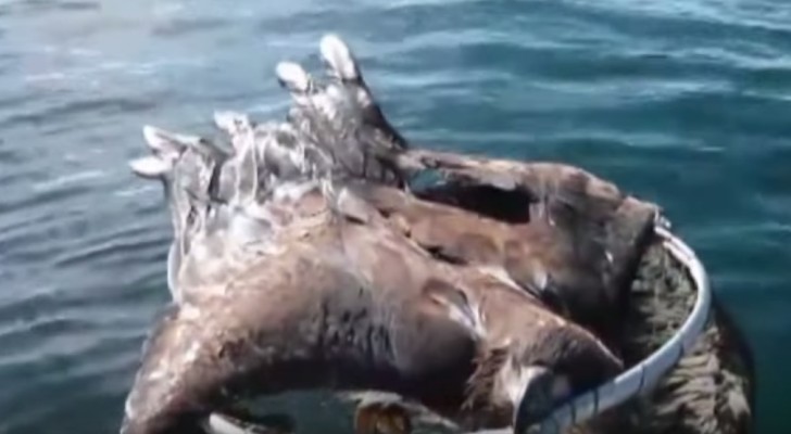 Een visser ziet iets bewegen in het meer: in deze video zie je hoe hij een majestueus dier weet te redden!