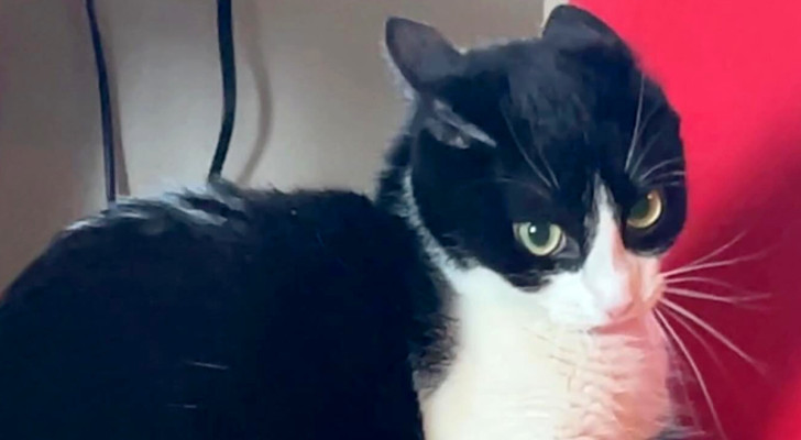 Lilo la gatta scatenata che ha conquistato il cuore di centinaia di migliaia di persone (+ VIDEO)