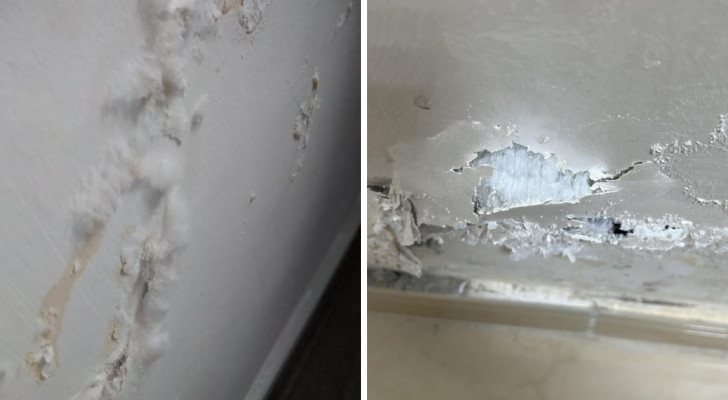 Eliminate white mold: identify and remove this blight from your walls!
