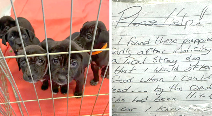 Salva 5 cuccioli orfani e li lascia in un rifugio: il biglietto che scrive spiega il suo gesto