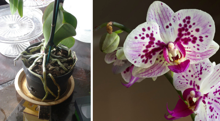 Guida alla cura corretta delle radici aeree delle orchidee: quando occorre rifinirle