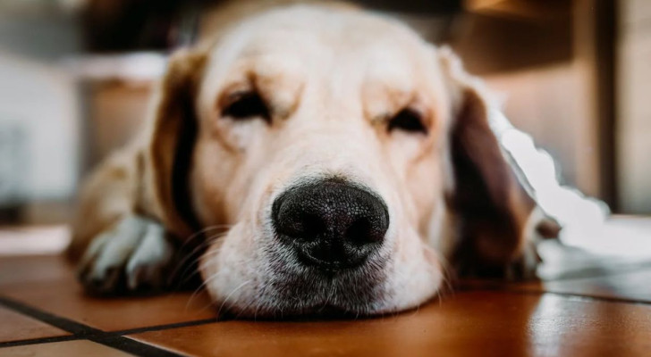 Addestrare l’olfatto di un cane porta a maggiori benefici: lo sostiene una ricerca