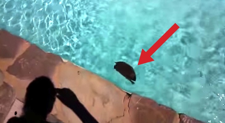 He notices a black spot in the pool ... SOMEONE needs help immediately!