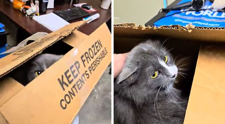 Trovano una scatola chiusa all’ingresso del rifugio: dentro c’è una gatta abbandonata