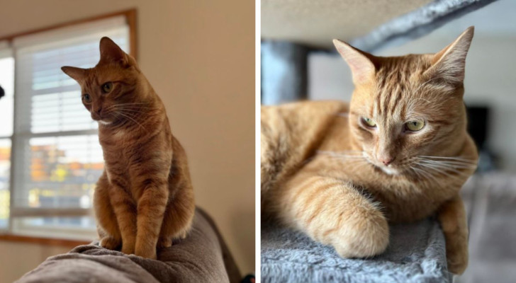 Ha il suo lettino e la sua cuccia, ma il gatto Cheeto preferisce dormire altrove: il video