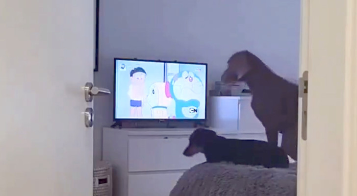 Due cani mostrano la loro disapprovazione quando il proprietario gli spegne la TV (+ VIDEO)