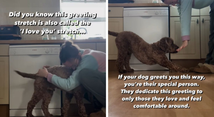 Il cane le si avvicina e le fa un gesto speciale: lei si emoziona e il video diventa virale