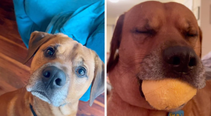 Questo cane si addormenta soltanto dopo aver masticato la sua pallina: il suo video è toccante