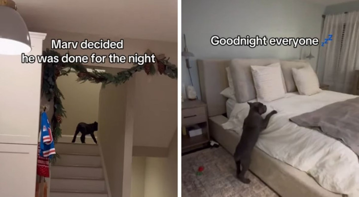 Questo cagnolino ha deciso che vuole andare a letto, e quindi va in camera sua: il video