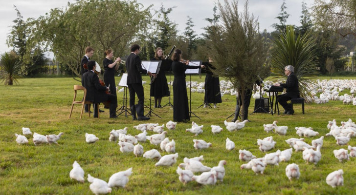 Un orchestre symphonique joue devant des milliers de poules : la raison est scientifiquement prouvÃ©e