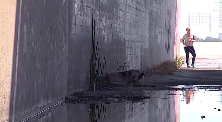 Sie steigen in einen Kanal und finden einen Hund. Die Rettung ist bewegend