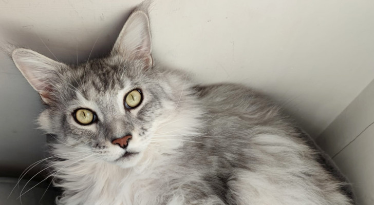 Come funziona la memoria nei gatti?