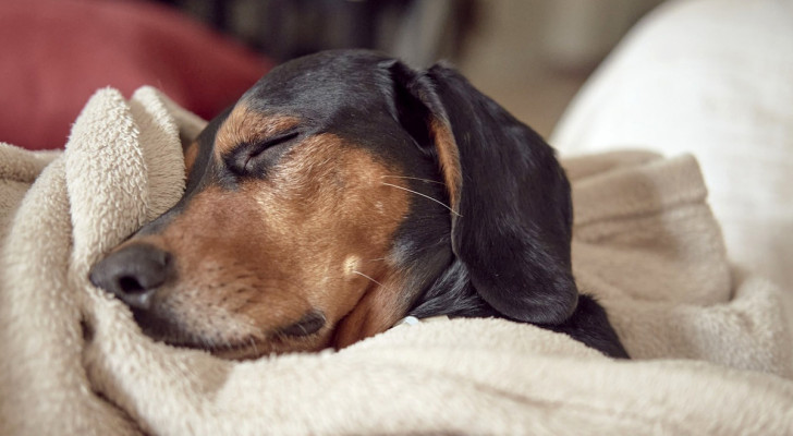 I cani sono in grado di sognare mentre dormono? E in caso affermativo cosa sognano?