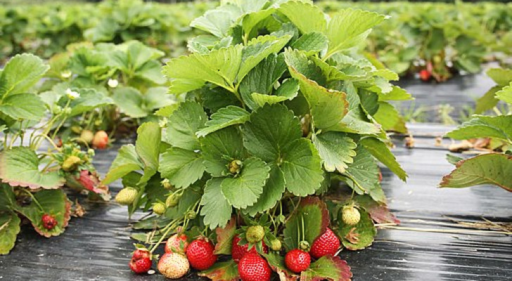 Cura e coltivazione delle fragole per un raccolto abbondante nella bella stagione