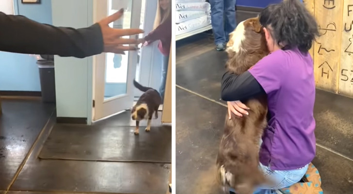 Un cane scappato di casa incontra la padrona dopo 3 settimane: la sua reazione è incredibile (+ VIDEO)