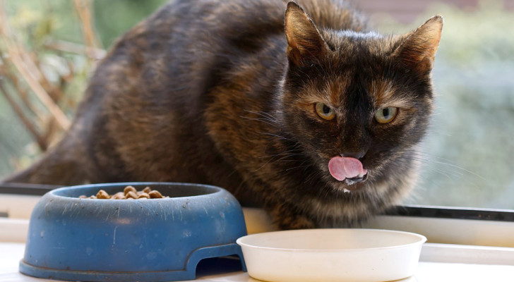 Un errore comune ai proprietari dei gatti: mettere la ciotola dell'acqua vicino a quella del cibo