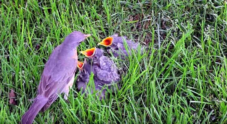 Des petits oiseaux tombent de l'arbre : regardez le comportement de la maman