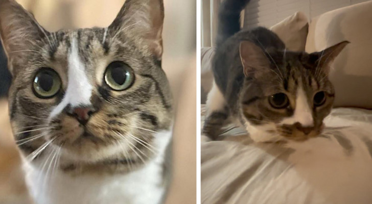 Storia del gatto Duck che ha solo 2 zampe