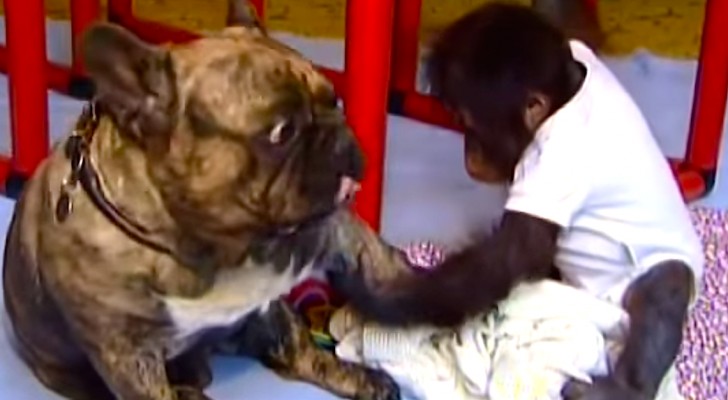 A baby orangutan has been abandoned by his family: here's what happens when he meets the dog ...