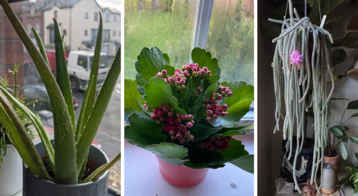 Succulente per ogni finestra di casa: 12 specie da scegliere a seconda dell'esposizione