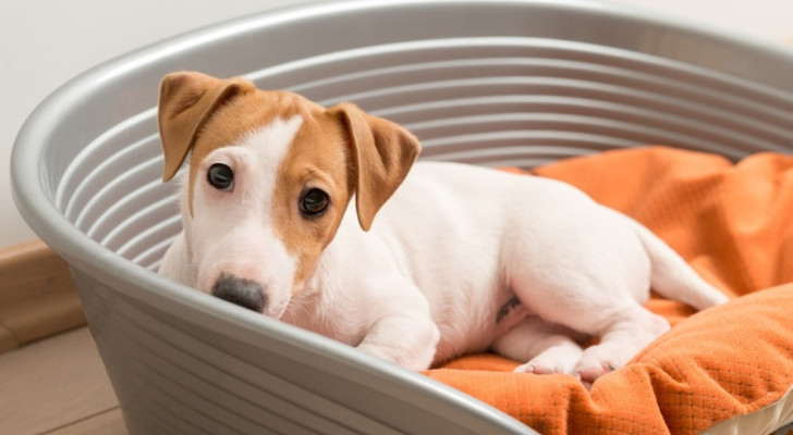 Cuccia del cane da pulire: i metodi per bandire lo sporco e i cattivi odori