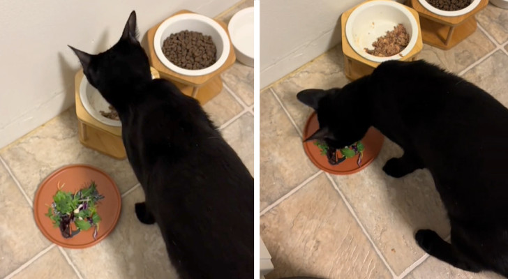 Adotta un gattino da un rifugio, ma si accorge di una sua stranezza: vuole mangiare sempre l'insalata