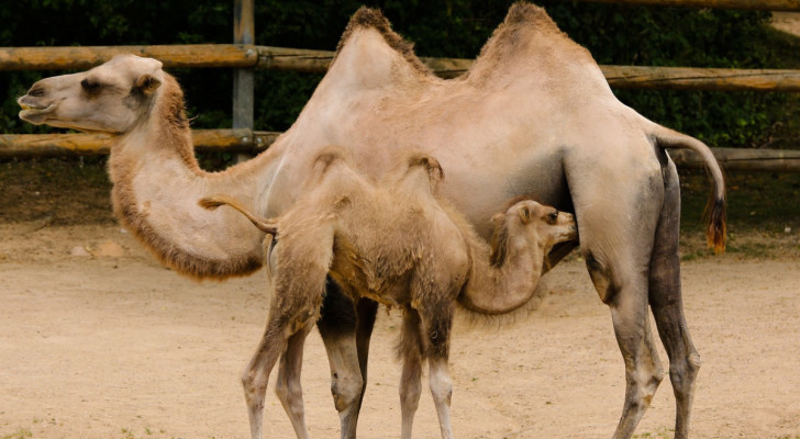 Cosa c'è davvero dentro le gobbe dei cammelli? Non è quello che molti pensano