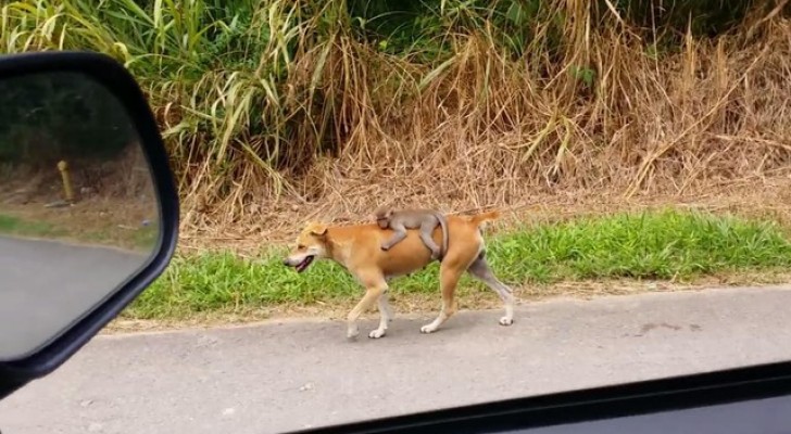 Cachorro carregando um macaquinho que tinha perdido a mãe...