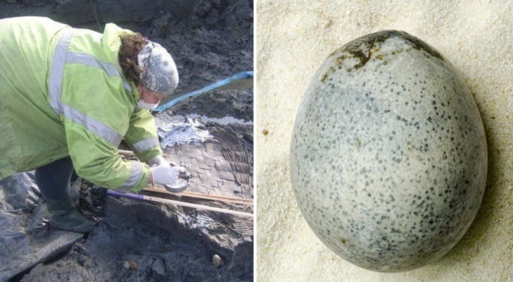 Arkeologer hittar ett 1700 år gammalt ägg som är intakt: en analys visar dess otroliga innehåll