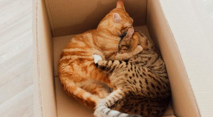 Waarom zitten katten zo graag in kartonnen dozen?