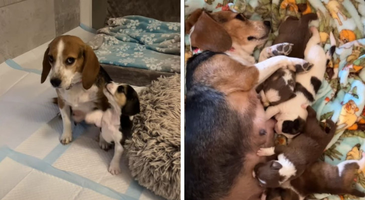 Mamma cane adotta una cucciolata di orfani che hanno bisogno di affetto: la storia di Honey