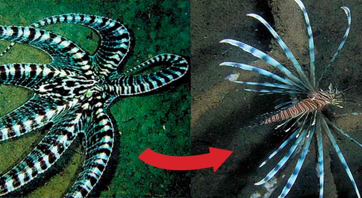 Elle peut se transformer en plus de 15 ESPÈCES différentes: l'habilité de cette pieuvre va vous étonner!