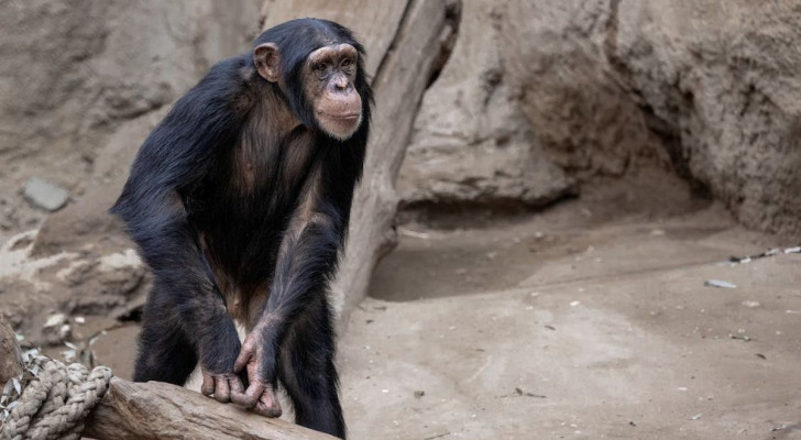 Primaten houden ervan om grappen uit te halen en elkaar te plagen: net als mensen