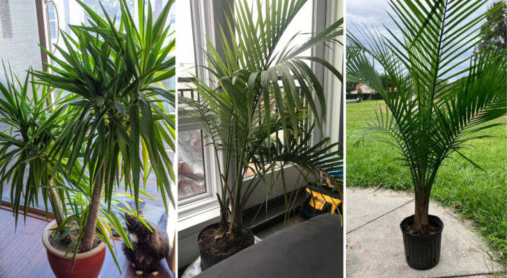 De beste palmbomen voor binnen om je interieur smaakvol en elegant te verfraaien