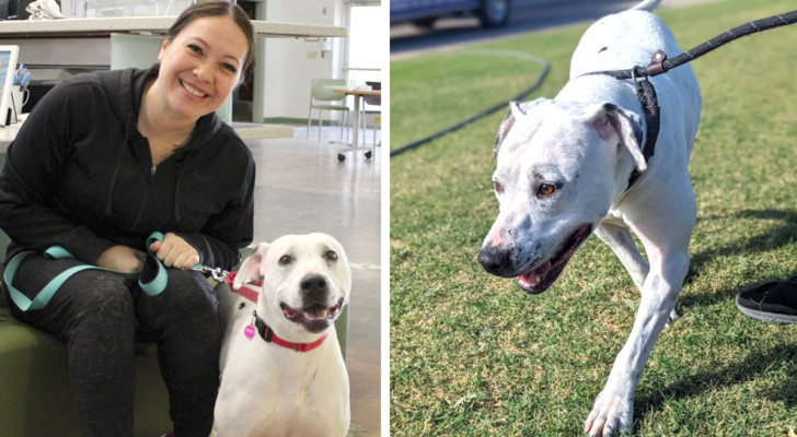 Tutti i cani erano stati adottati tranne lei: dopo oltre 700 giorni è arrivato il momento anche per Lucy