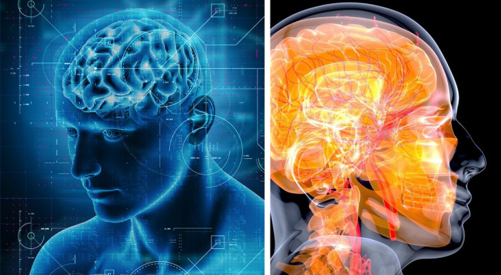 Nous n'avons pas accordé d'importance à une toute petite partie du cerveau : elle joue un rôle fondamental