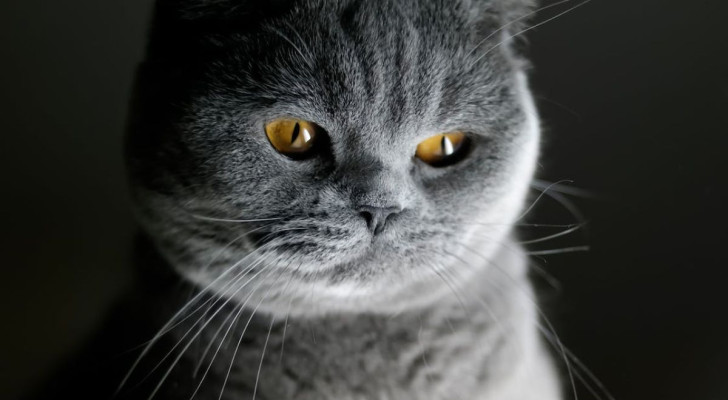 I baffi dei gatti sono molto più che semplici peli: a cosa servono le vibrisse?
