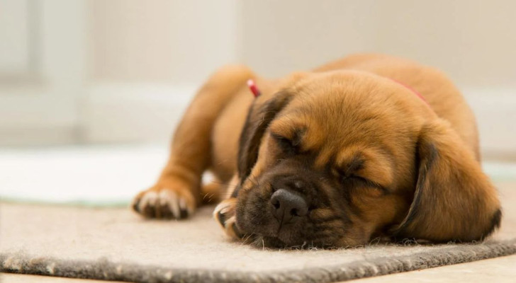 Si può svegliare un cane che sta avendo un incubo?