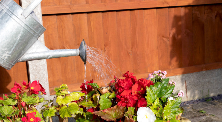 Planten water geven: hoeveel, hoe en op welk moment moet je dat doen om een weelderige groei te bevorderen?