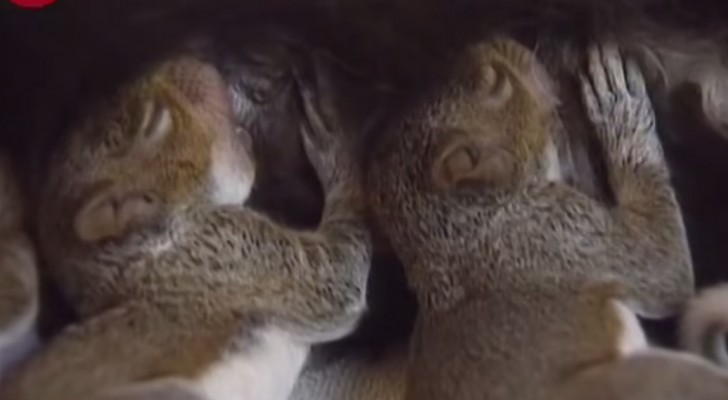 3 small squirrels fall from the nest: it may seem absurd, but here is their new family ...